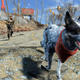 Illustration for article titled iFallout 4/i Fan Mods Their Actual Dog Into The Game